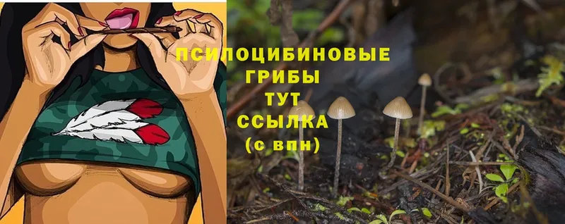 Псилоцибиновые грибы Psilocybine cubensis  Безенчук 